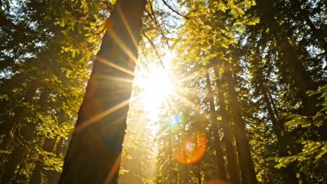 Sunlight streaming through lush green forest canopy, lens flares, sunbeams piercing trees, peaceful nature scene, cinematic slow motion.
