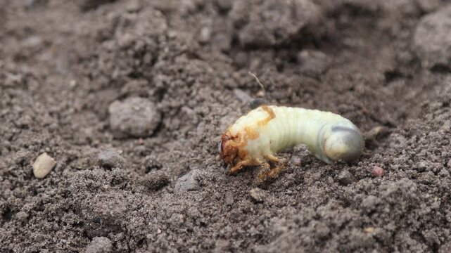Cockchafer Larva (Melolontha melolontha) Crawling on Ground, Large White Grub or May Bug Larva in Garden Soil, Close-up of Agricultural Pest and Insect Development in Natural Habitat, Earth and Nature