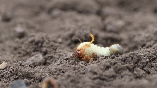 Cockchafer Larva (Melolontha melolontha) Crawling on Ground, Large White Grub or May Bug Larva in Garden Soil, Close-up of Agricultural Pest and Insect Development in Natural Habitat, Earth and Nature