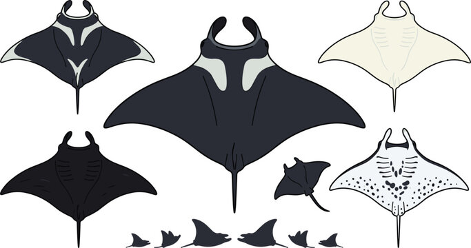 Manta ray collection featuring various species, dorsal and ventral pattern variations, and swimming profiles