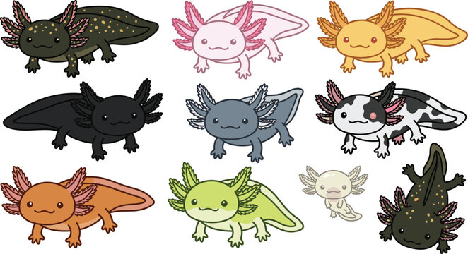 Axolotl collection featuring various color morphs, including leucistic, wild type, albino, and melanoid, showcasing their characteristic external gills.