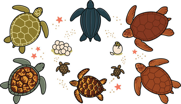 Sea turtle collection featuring various species, hatchlings, eggs, and starfish accents.Sea turtle collection featuring various species, hatchlings, eggs, and starfish accents.