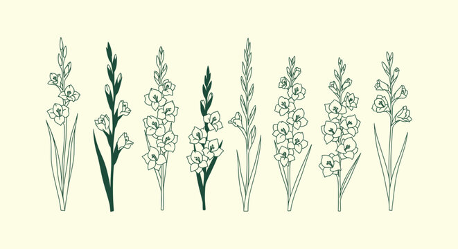 Hand drawn gladiolus flower line art collection on cream background, botanical floral vector set