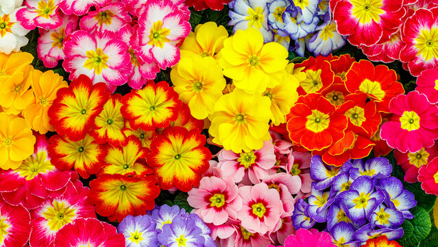 Colorful arrangement of flowers in a garden during spring season