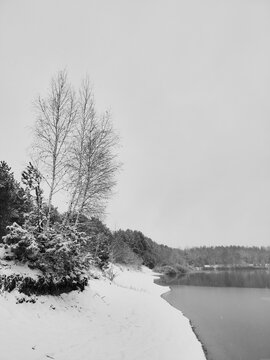 Minimalist winter landscape with snowy lake shore and bare tree