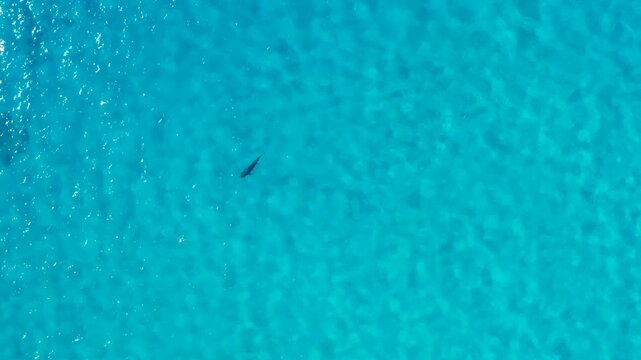 Tiger shark Cinematic overhead aerial drone footage swimming beneath crystal clear turquoise waters off the coast of Hawaii. The powerful predator glides gracefully through the tropical ocean