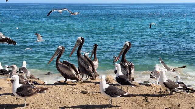 Majestic Peruvian Pelicans and Kelp Gulls Gathered on a Sunny Sandy Beach with Bright Blue Ocean Waves in the Background During a Beautiful Summer Day