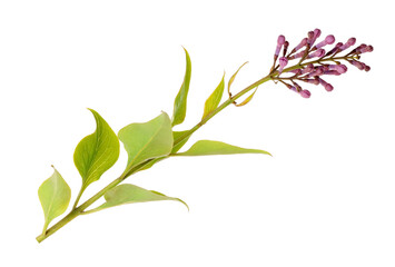 Naklejka premium Branch of fresh lilac with green leaves isolated on white
