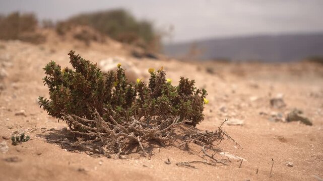Cinematic close-up of a resilient desert plant with yellow flowers surviving in dry, sandy soil. High-impact B-roll highlighting climate change adaptation, biodiversity, and extreme drought.