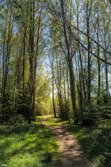 Obraz premium Forest Path Between Fresh Green Spring Trees