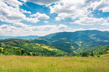 Fototapeta premium mountain landscape with grassy field. trees on the rolling hills and rural valley beneath a blue sky with clouds in the background. view of carpathian mountains green environment in summer