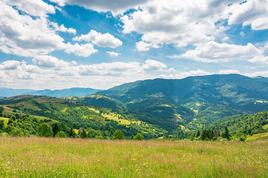 mountain landscape with grassy field. trees on the rolling hills and rural valley beneath a blue sky with clouds in the background. view of carpathian mountains green environment in summer