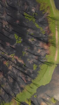 Aerial drone view of post-wildfire forest landscape with scorched earth and new green growth emerging, symbolizing resilience, regeneration, and nature's comeback