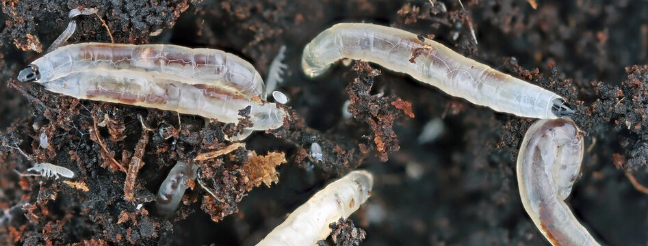 The larvae, gnats of small black flies that damage the roots of houseplants. Dark-winged fungus gnats, Sciaridae.