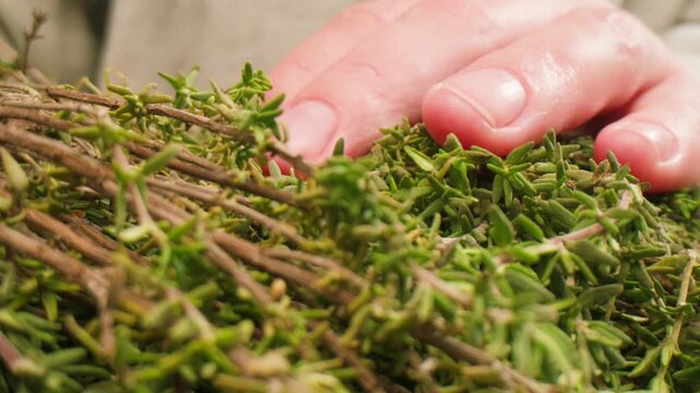 Green thyme bunch tied together, aromatic spices of dried thyme for use in cooking and folk medicine, herbal tea, kitchen. 