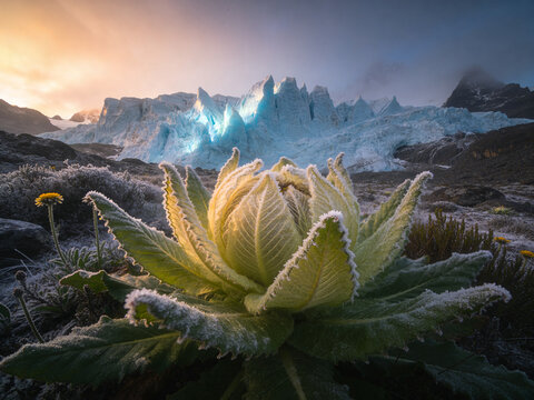 Mystical Landscapes of the Rwenzori Mountains