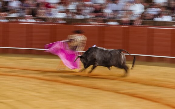 Racing bull with matador, torero or toureiro in traditional clothes, bullfighting, bullring Plaza de Toros de la Real de Maestranza de Caballer&iacute;a de Sevilla, Sevilla, Andalusia, Spain
