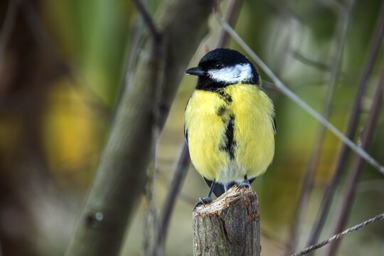 Great tit (Parus major), sitting on a branch, Baden-W&uuml;rttemberg, Germany