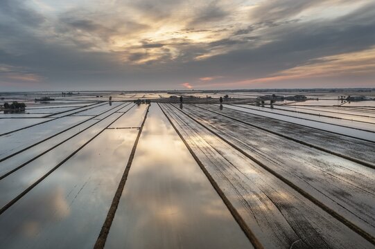 Flooded rice fields in May at daybreak, aerial view, drone shot, Ebro Delta Nature Reserve, Tarragona province, Catalonia, Spain