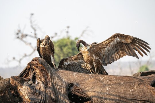 Many white-backed vultures (Gyps africanus), vultures feeding on the carcass of an elephant, macabre scavengers, Ihaha, Chobe National Park, Botswana