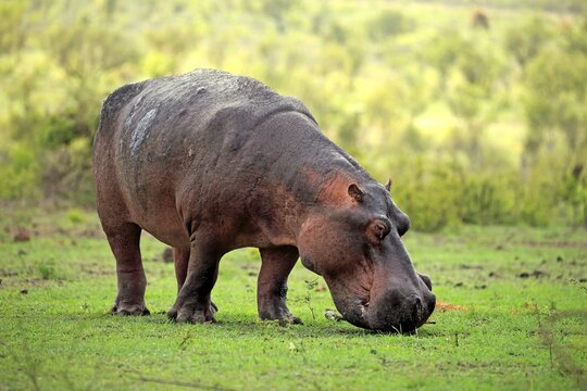 Hippo (Hippopotamus amphibius), adult, eats fresh grass, foraging, Sabi Sand Game Reserve, Kruger National Park, South Africa