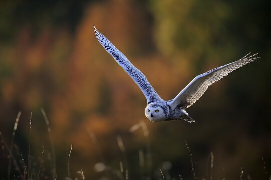 Snowy owl (Nyctea scandiaca), adult, flies over meadow, Slovakia