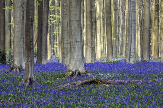 Blue flowering bluebells (Hyacinthoides non-scripta) in the copper beech (Fagus sylvatica) forest, Hallerbos, near Halle, province of Flemish Brabant, Belgium