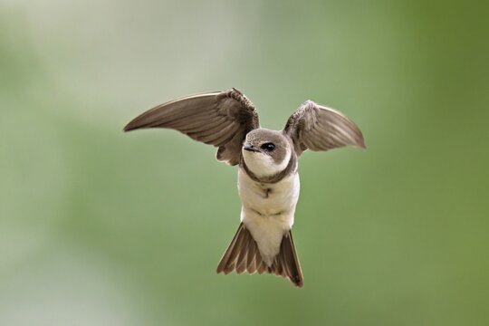 Sand martin (Riparia riparia), in flight, Reussegg nature reserve, Canton Aargau, Switzerland