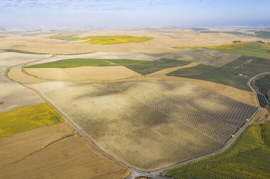 Cultivations of olive trees (Olea europaea), sunflowers (Helianthus annuus) and cornfields, aerial view, drone shot, Campi&ntilde;a Cordobesa, C&oacute;rdoba province, Andalusia, Spain