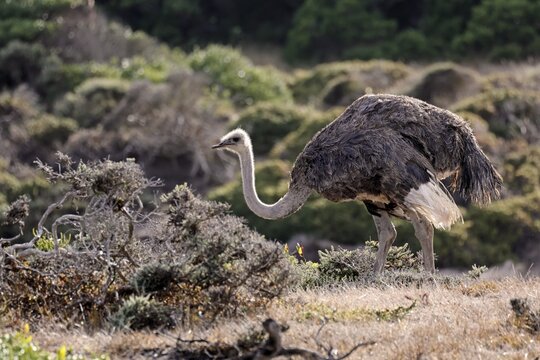 South African ostrich (Struthio camelus australis), adult, female, foraging, alert, Cape of Good Hope, Table Mountain National Park, Western Cape, South Africa
