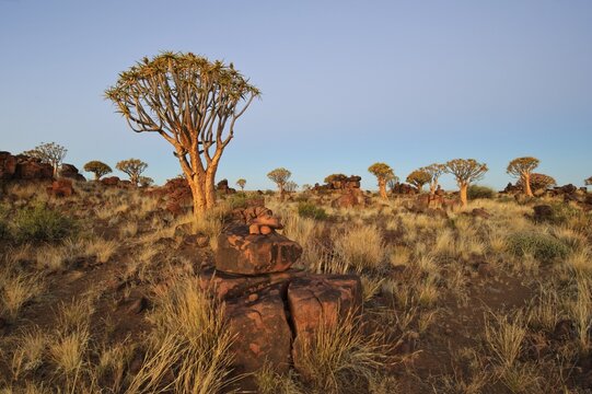 Quiver Tree (Aloe dichotoma) after sunset in the Quiver Tree forest at the Garas Camp, near Keetmanshoop, Namibia, Africa