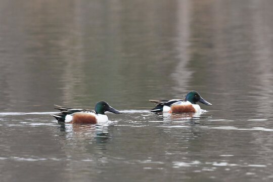 Two male Northern Shovelers (Spatula clypeata) swim along Reflections Lake, Alaska.