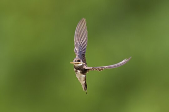 Sand martin (Riparia riparia), in flight with nesting material in its beak, Reussegg nature reserve, Canton Aargau, Switzerland