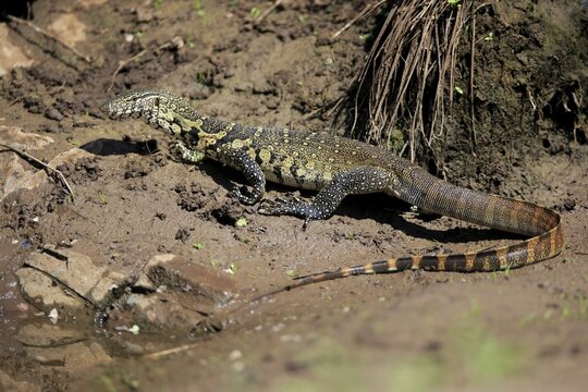 Nile monitor (Varanus niloticus), adult on the water, Kruger National Park, South Africa