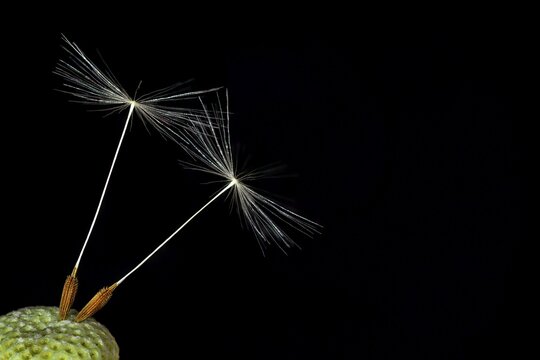 Two seeds from Dandelion (Taraxacum sect. Ruderalia) against a black background, Germany