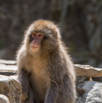 Japanese macaque (Macaca fuscata), Yamanouchi, Nagano Prefecture, Honshu Island, Japan