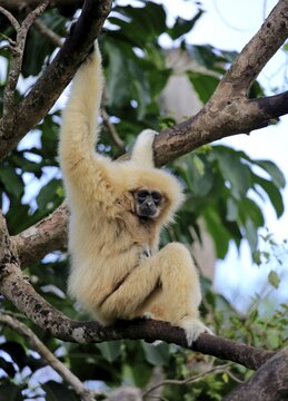 White hand gibbon, Lar (Hylobates lar), adult female on tree, Occurrence in Southeast Asia, captive