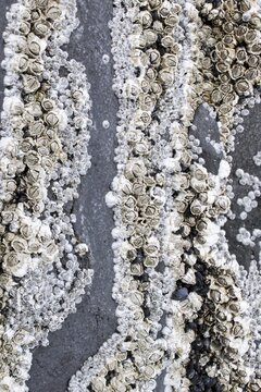 Barnacles (Balanidae), Hellnar, Sn&aelig;fellsness, Sn&aelig;fellsnes, Iceland, Europe