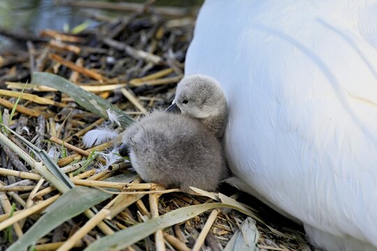 Mute swan (Cygnus olor), chick sitting on nest, Cham, Lake Zug, Canton Zug, Switzerland