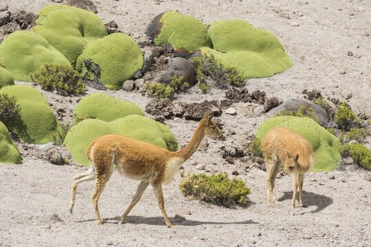 Vicu&ntilde;as or Vicugnas (Vicugna vicugna) with Yareta or Llareta cushion plants (Azorella compacta), Arica y Parinacota Region, Chile