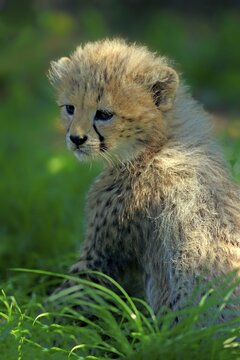 Sudan cheetah (Acinonyx jubatus soemmeringii), young animal in the grass, seven weeks old, occurrence Sudan, captive