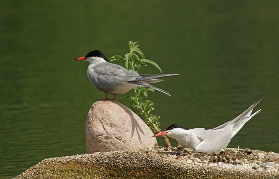 Common Terns (Sterna hirundo), Mecklenburg-Western Pomerania, Germany