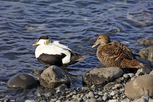 Common Eiders (Somateria mollissima), Joekulsarlon glacial lake, southern coast of Iceland, Atlantic Ocean
