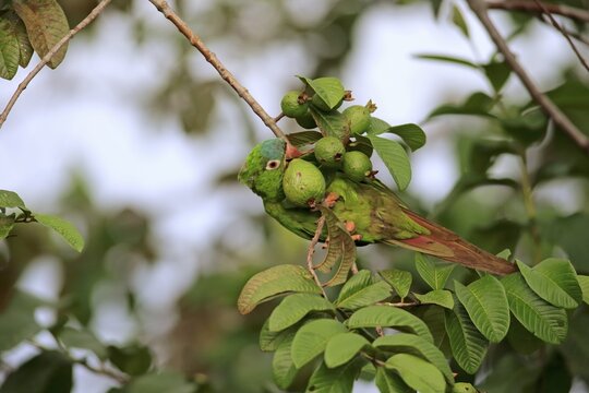 Blue-crowned parakeet (Thectocercus acuticaudatus), adult on tree, eating, fruit, fig, Pantanal, Mato Grosso, Brazil