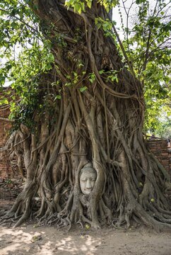 Buddha head statue in bodhi tree (Ficus religiosa) roots, Wat Mahathat, Ayutthaya, Thailand