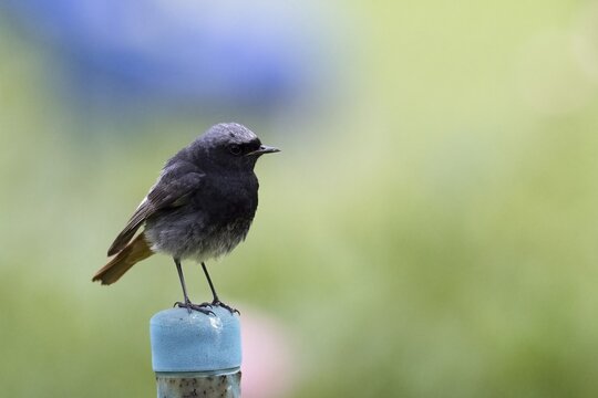 Black redstart (Phoenicurus ochruros), standing on fence post, Hesse, Germany