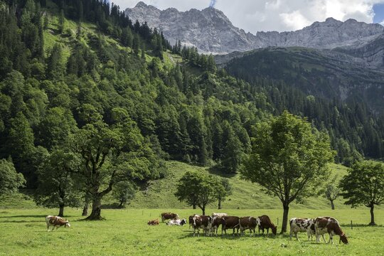 Cows between maple trees, Ahornboden, Eng, Eng Alm, Karwendel, Tyrol, Austria