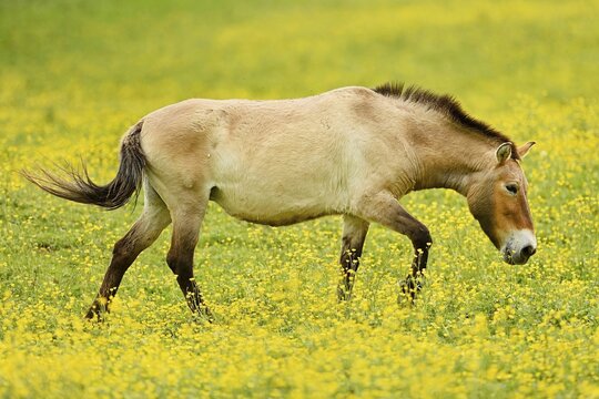 Przewalski's horse (Equus ferus przewalskii), mare on field of flowering buttercup (Ranunculus), running, captive, Switzerland
