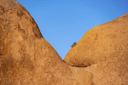 Rock hyrax (Procavia capensis) walks down on a big boulder, Pontok-Berge, Spitzkoppe, Gro&szlig;e Spitzkuppe Nature Reserve, Namibia