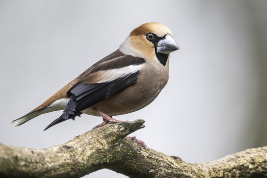 Hawfinch (Coccothraustes coccothraustes), Emsland, Lower Saxony, Germany